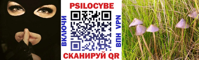 где купить наркоту  Ершов  Псилоцибиновые грибы Psilocybe 